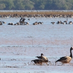 _800Jabiru Rock_Magpie Geese1218_m_3